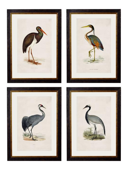 British Wading Bird Pictures | 4 Designs