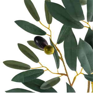 Olive Branch