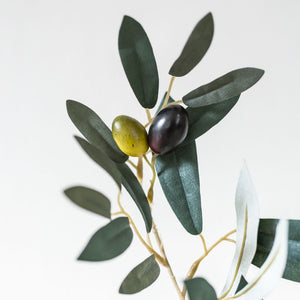 Olive Branch